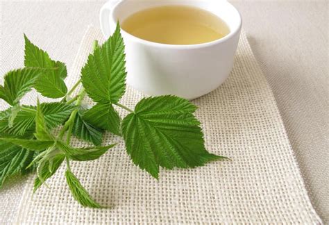 Raspberry Leaf Tea In Pregnancy Benefits Recipes And Side Effects