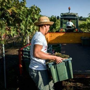 Marche Wine Lora De I Piceni Gusto Divino