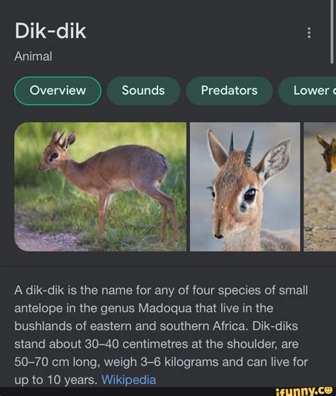 Dik-dik Animal Sounds Predators Lower " A dik-dik is the name for any ...