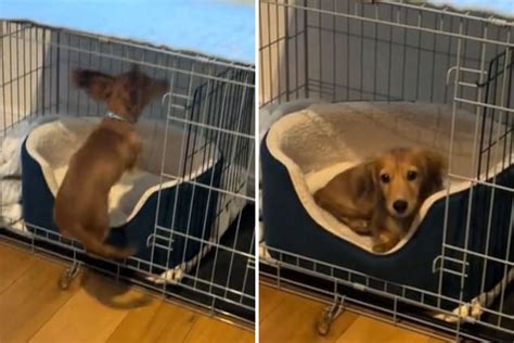 Watch Hilarious Moment Excited Dachshund Puts Himself To Bed Newsweek