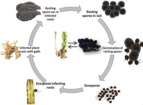 Life Cycle Of P Brassicae And Club Like Gall Formation On The Roots Of