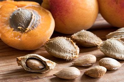 Amandes dabricots un risque dintoxication au cyanure Actualités