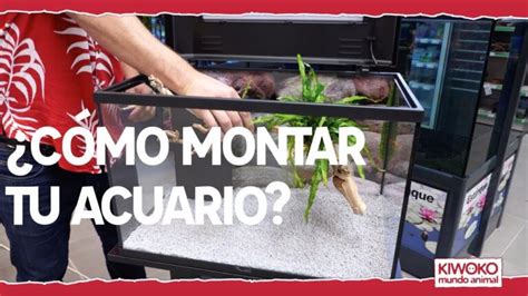 C Mo Montar Un Acuario En Sencillos Pasos Actualizado Enero