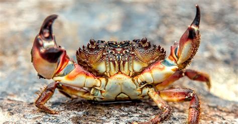 Facts About Hermit Crab Facts Net