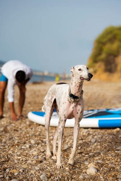 Cachorro Se Divertindo Na Praia Foto Gr Tis