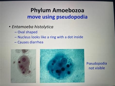 Microbiology Lab Practical Flashcards Quizlet