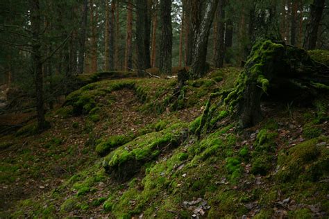 The Moss Kingdom Masovia Poland Krzysztof Kujda Flickr