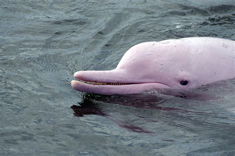 30 Amazon Rainforest Animals to Spot in the Wild