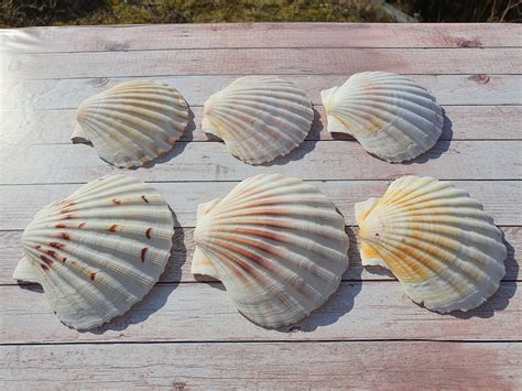 Scallop Shells Large Uk Washed White Natural Scallop Shell Etsy Uk