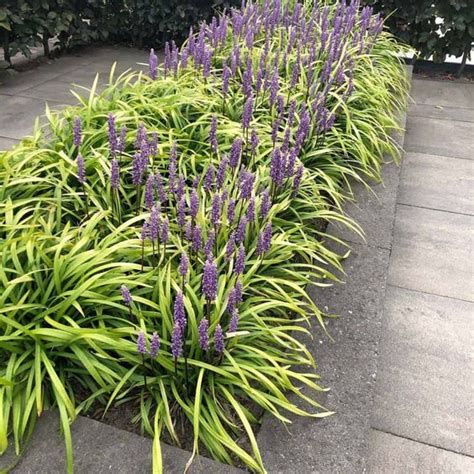 Liriope Muscari Majestic Horting