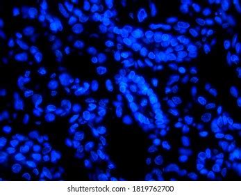 Cell Nuclei Stained Dapi Photographed By Stock Photo