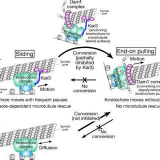 Microtubule dynamics during the end-on pulling of kinetochores. (A ...