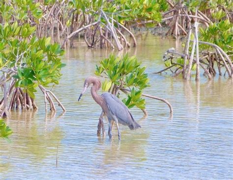 Abaco Birds Rolling Harbour Abaco Page 6