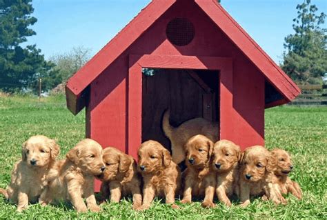 Dog House Training: The Perfect Age-Based Dog House Training