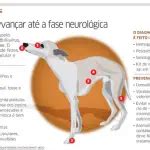 Quais S O Os Sintomas De Virose Em Cachorro Como Tratar Mundo Ecologia