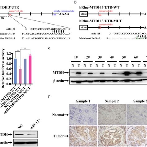 Mtdh Is A Direct Target Of Mir A Schematic Diagram Of Utr Of