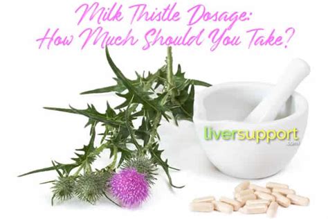 Milk Thistle Dosage How Much Milk Thistle Should You Take I