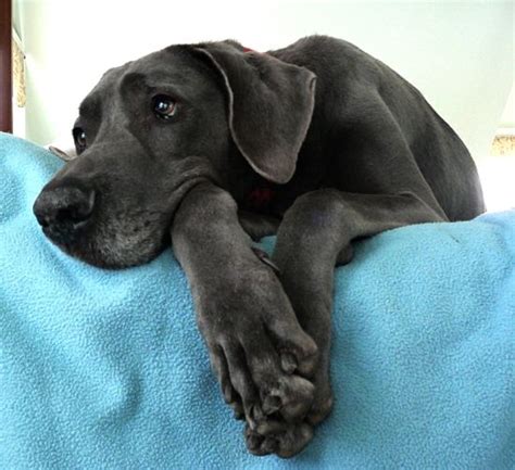 Weimaraner Great Dane Mix Puppies