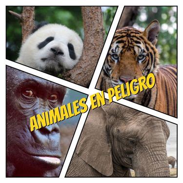 Book Creator Medio Ambiente