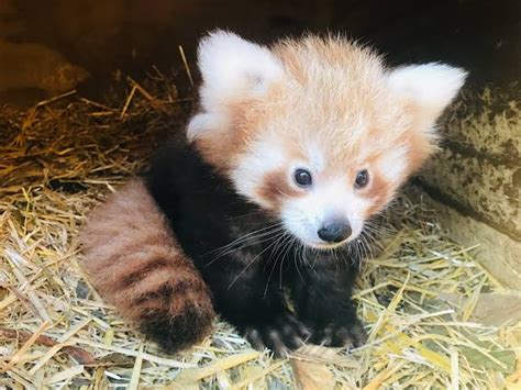 A fluffy baby red panda. : aww