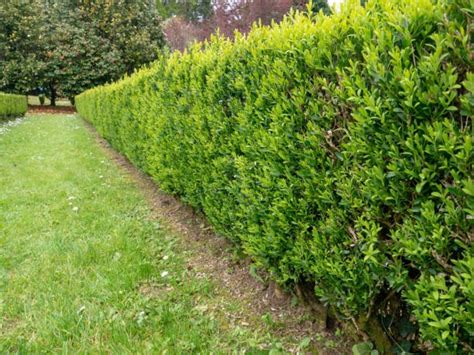 Qu Arbustos Para Cercos Son Ideales Para Mi Jard N Jardines En Flor