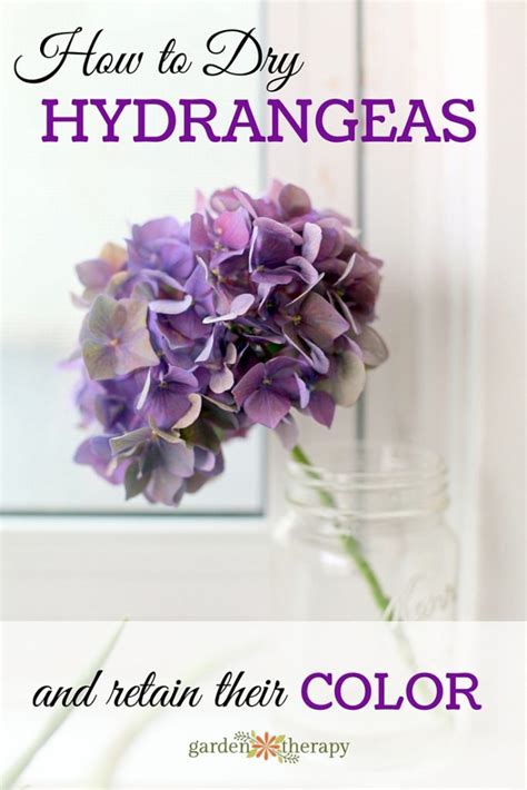 The Simple Trick To Dry Hydrangea Flowers And Retain Their Color Dried