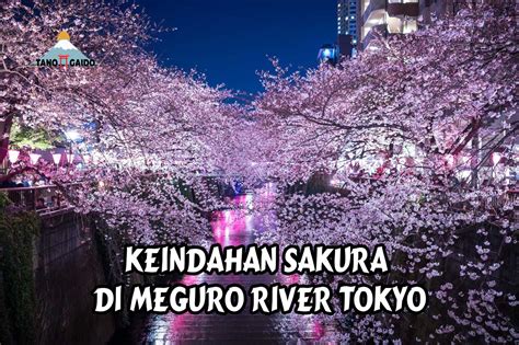 Jelajahi Keindahan Sakura Di Meguro River Tokyo Wisata Jepang