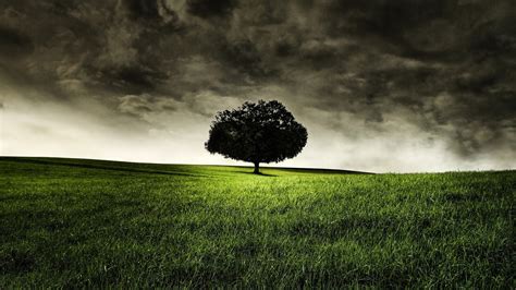 1920x1080 1920x1080 Grass Photo Loneliness Landscapes Nature