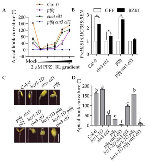 Ijms Free Full Text Ebf1 Negatively Regulates Brassinosteroid