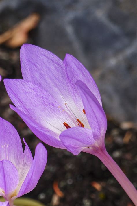 Banco De Imagens Natureza Flor Plantar Flor Roxa P Tala