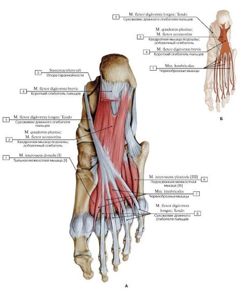 Похожее изображение | Human body anatomy, Medical anatomy, Body anatomy