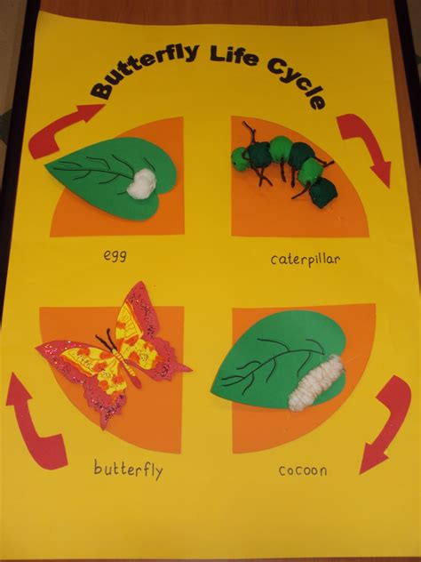 Butterfly Life Cycle Bulletin Board