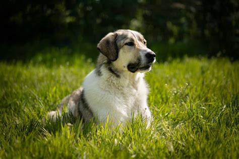 Amazing Anatolian Shepherd Colors - Ultimate Guide - MetaWoofs