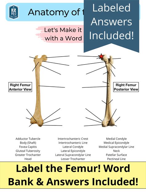 Humerus Labeling Quiz