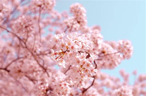 Sakura Aesthetic Wallpapers Top Free Sakura Aesthetic Backgrounds