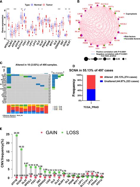 The Expression Prognosis And Somatic Alteration Of Crgs In The Tcga