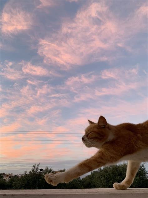 #cats #sunset #aesthetic #pretty #nature #cat #gatos #animals #sun ...