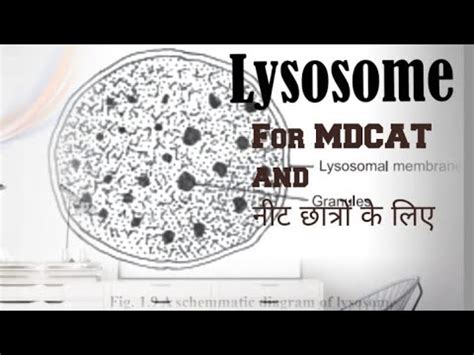 Lysosome Suicide Bag Tay Such S Disease Glycogenesis Type 2