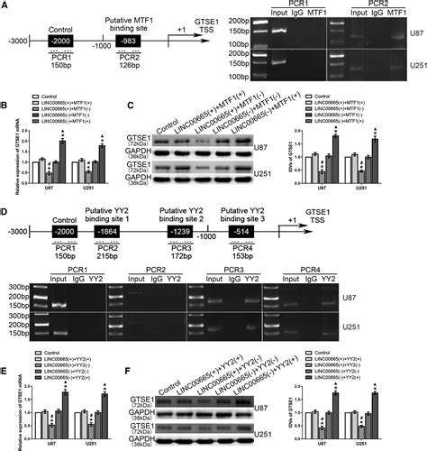 Lncrna Linc Stabilized By Taf Impeded The Malignant Biological