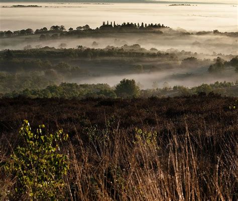 Where The Ferns Are Ashdown Forest In East Sussex Aka The Hundred