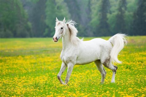 Premium Photo Beautiful White Arab Horse In The Field