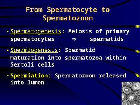 Ppt Ch 27 Reproductive System Dokumen Tips