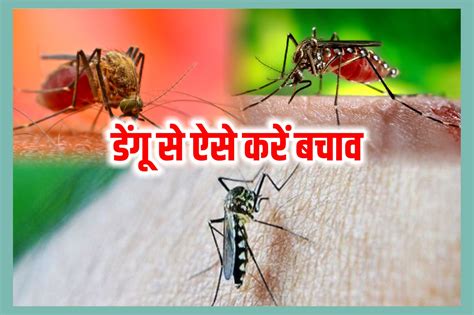 Dengue Alert डेंगू के मामलों में आ रही है तेज़ी ऐसे करें अपना बचाव