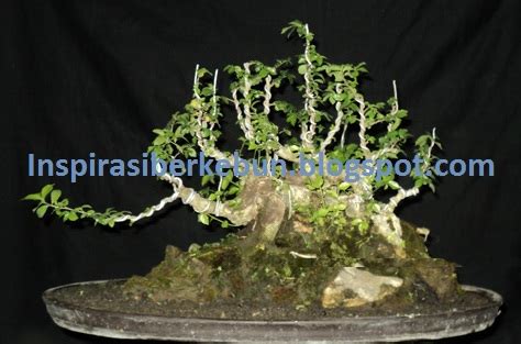 Tips Dan Cara Merawat Bakalan Bonsai Serut Streblus Asper Inspirasi