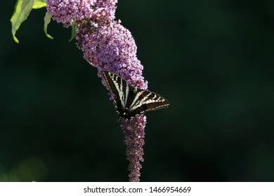 450 Pale Swallowtail Butterfly Images Stock Photos Vectors