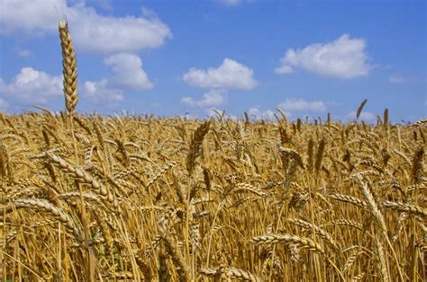 Campo Di Frumento Cereali Raccolto Su Un Campo Agricolo Settore Agrario