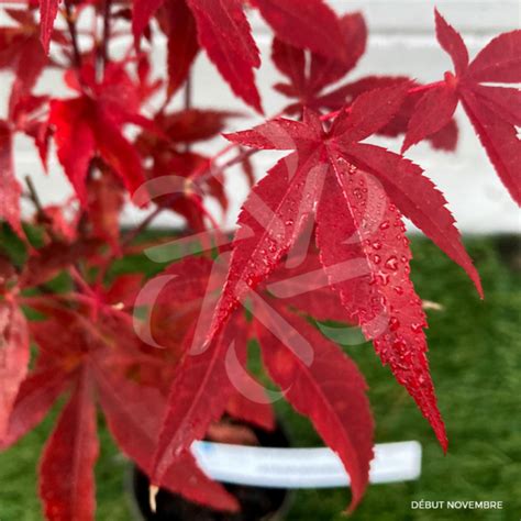 Acer palmatum Shogun Érable du Japon Palmatia Plantes