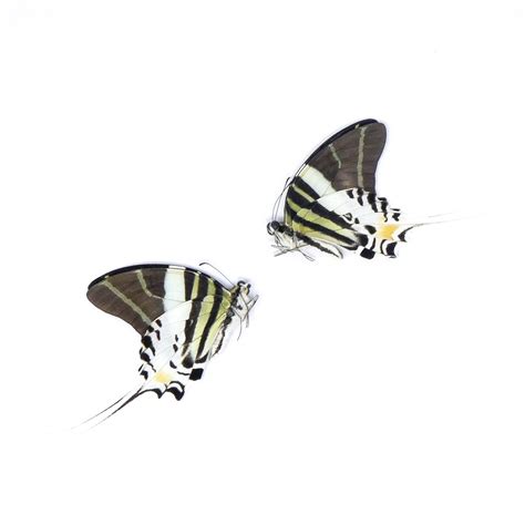 giant swallowtail butterflies graphium androcles  real