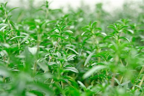 The Top Three Summer Savory Substitutes You Should Know Simply