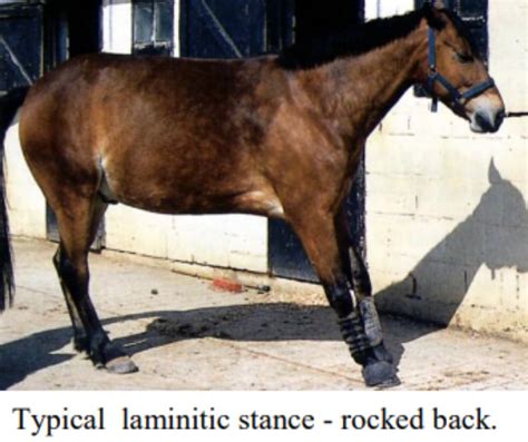 Signs Of Laminitis Identifying The Presence Of The Condition Animal